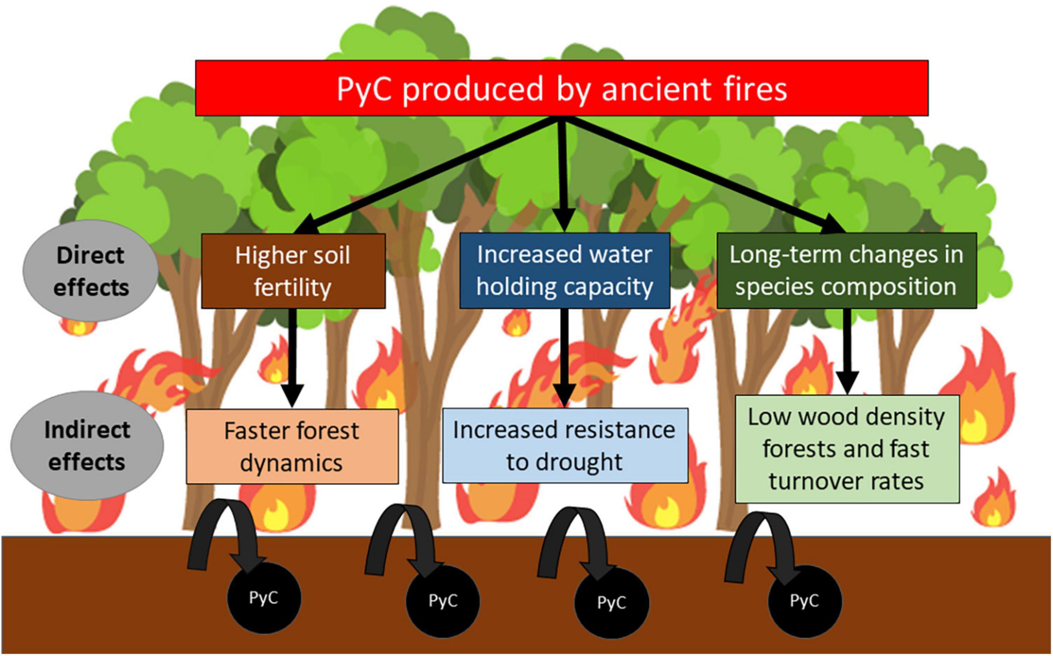 Ancient fires enhance Amazon forest drought resistance